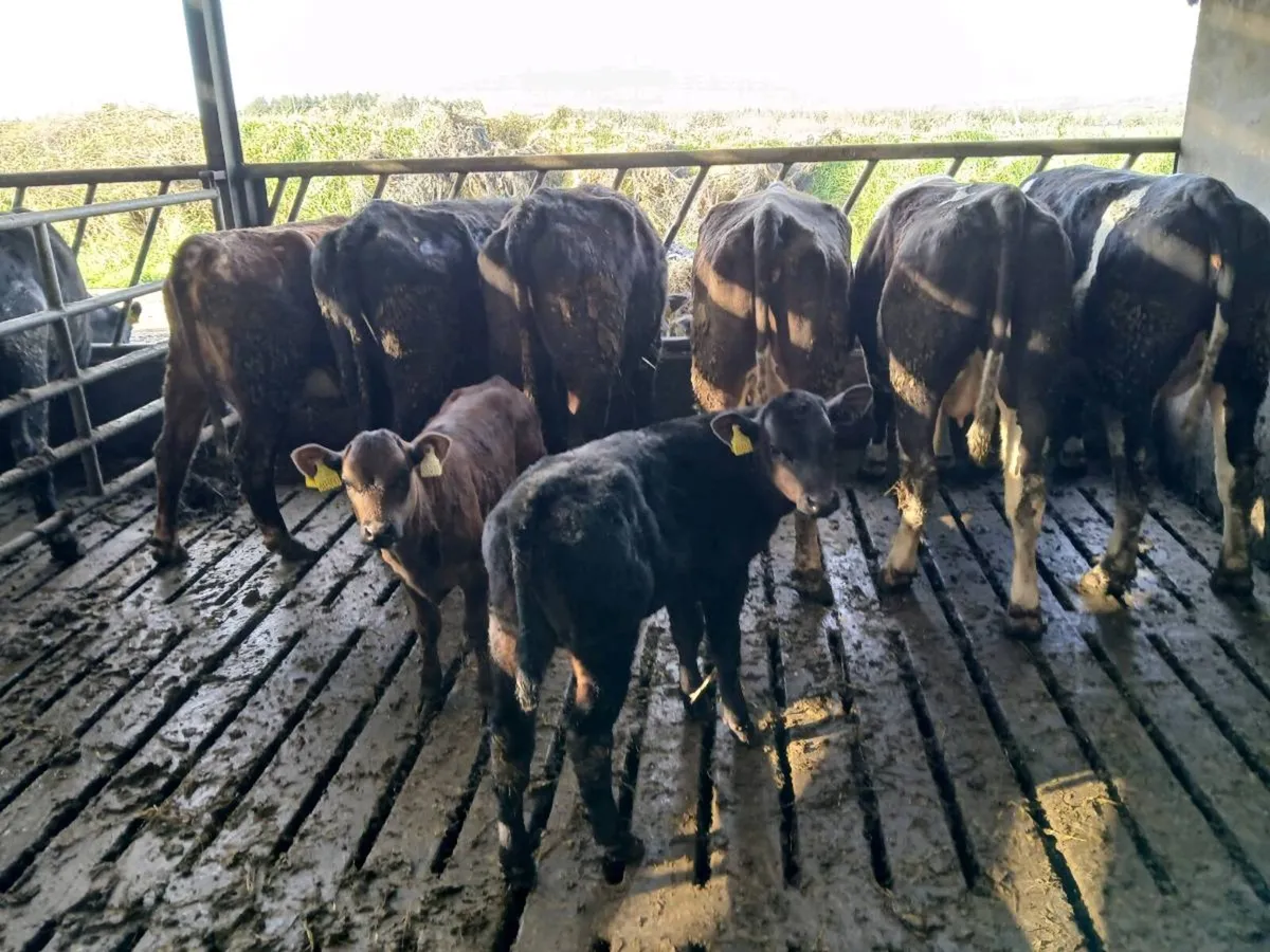5 calved heifers with calves at foot - Image 2