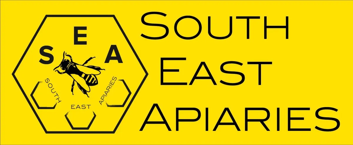 National beehive pine (red deal) - Image 2