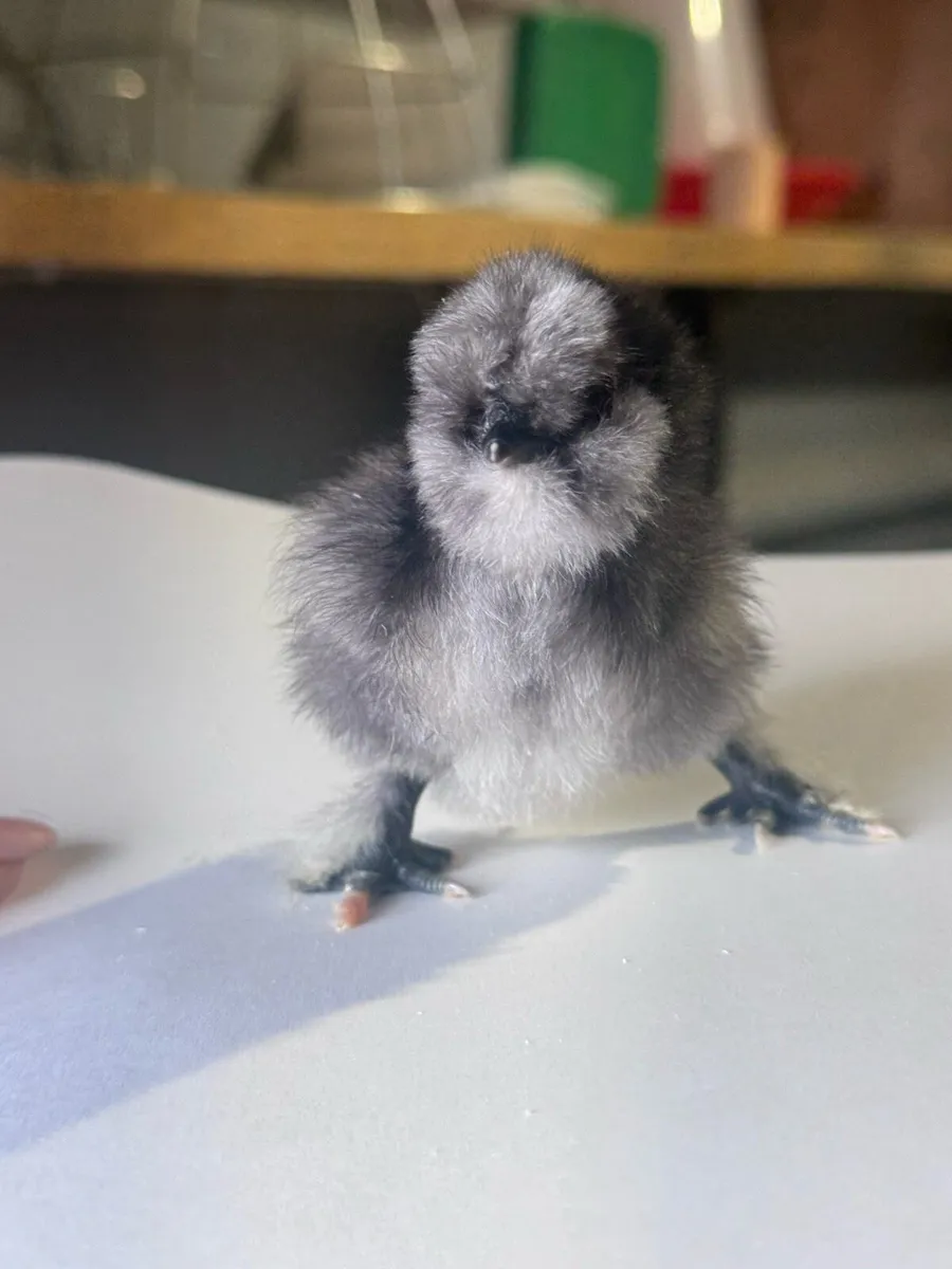 Silkie & Brahma Chicks - Image 2