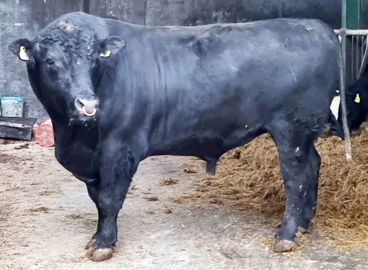 Aberdeen Angus Bull - Image 1