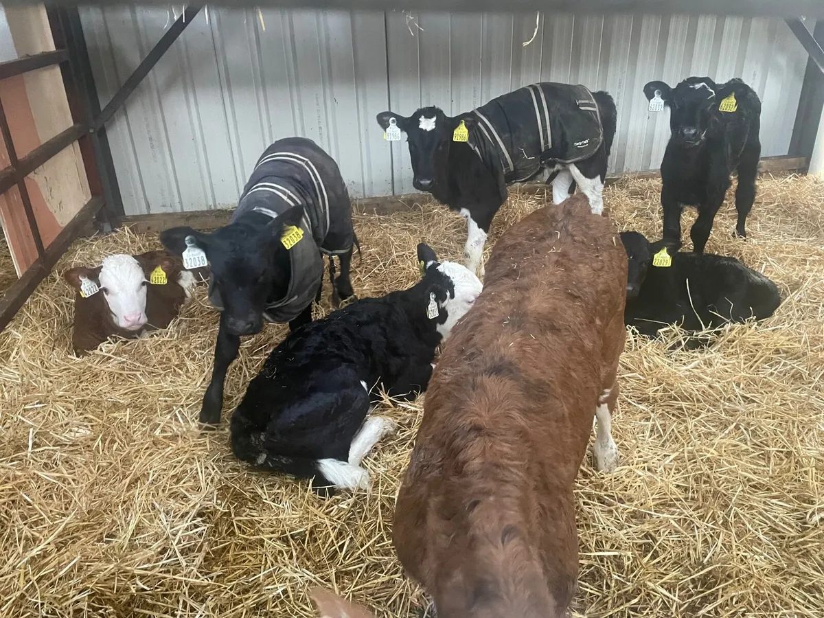 Calves - Image 2