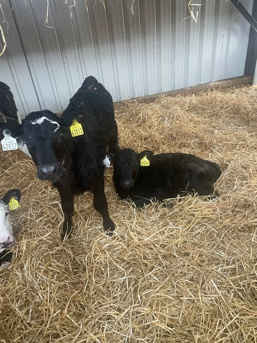 Calves - Image 4