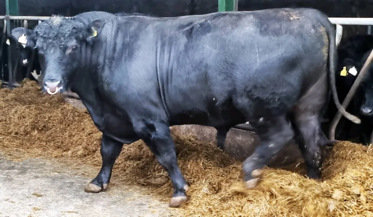 Aberdeen Angus Bull - Image 2