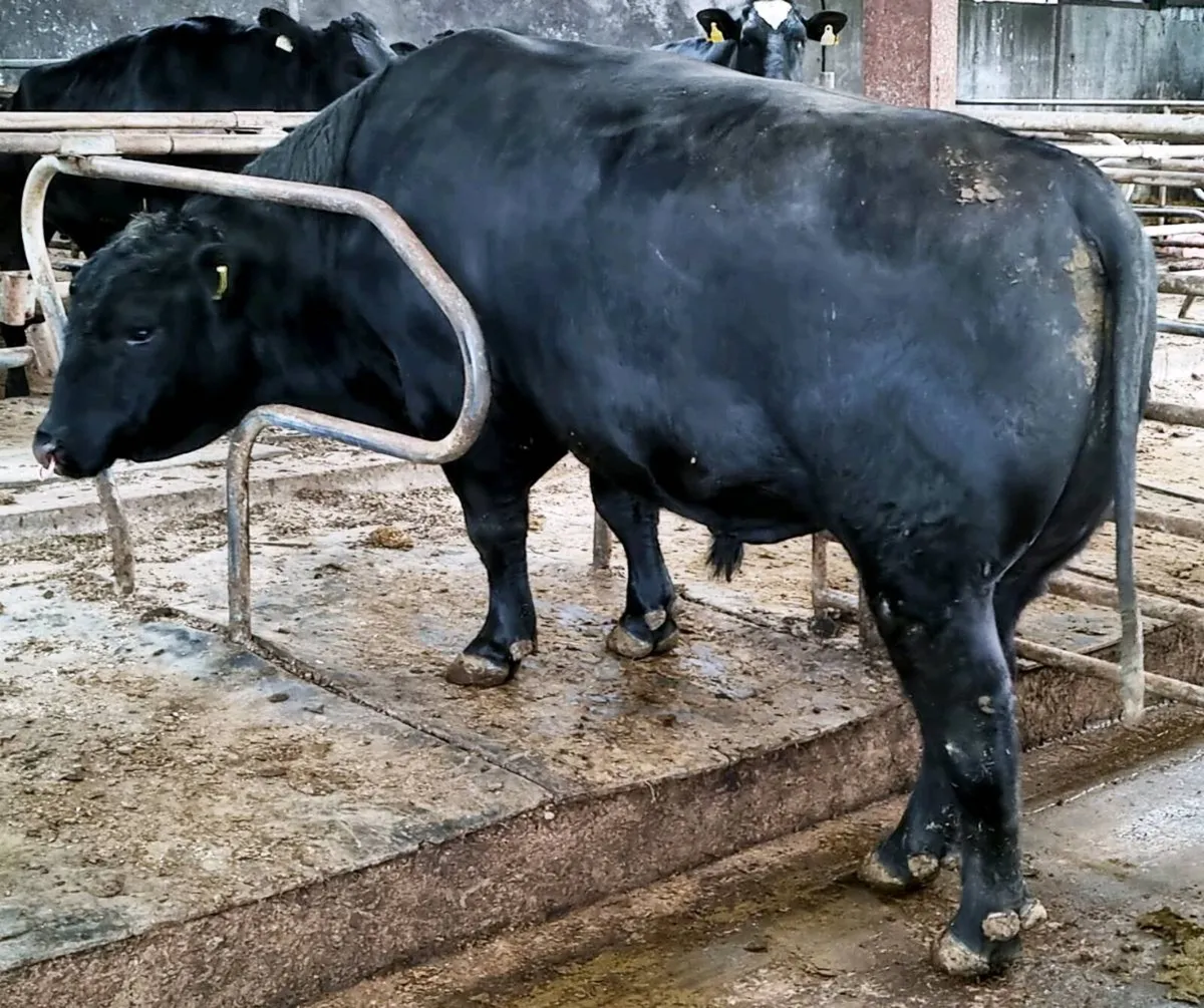 Aberdeen Angus Bull - Image 3