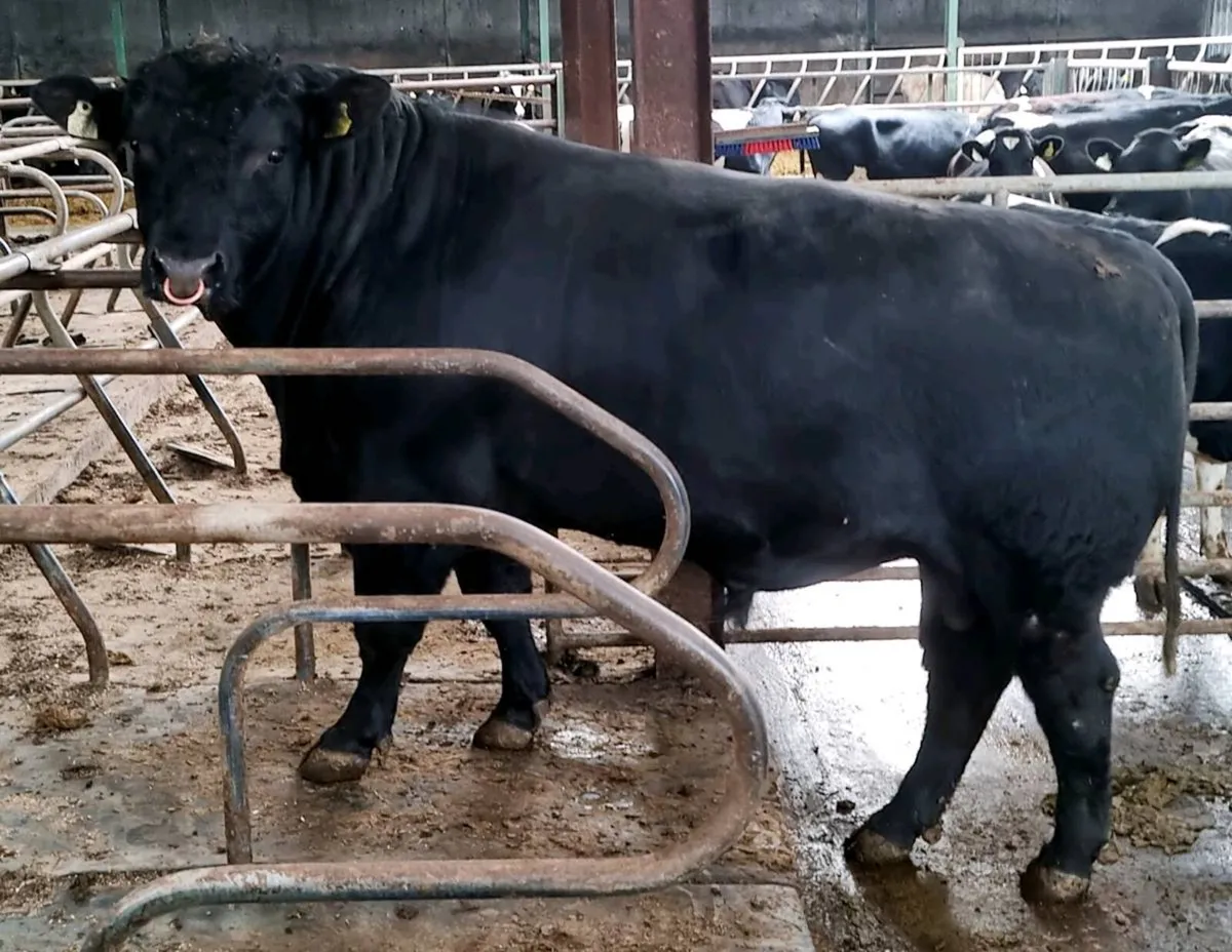 Aberdeen Angus Bull - Image 4