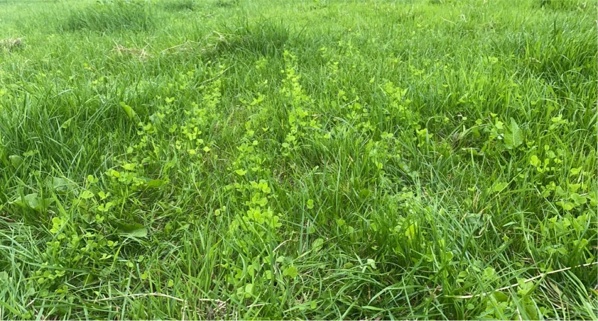 Direct Drilling / Grass Stitching / Overseeding - Image 4