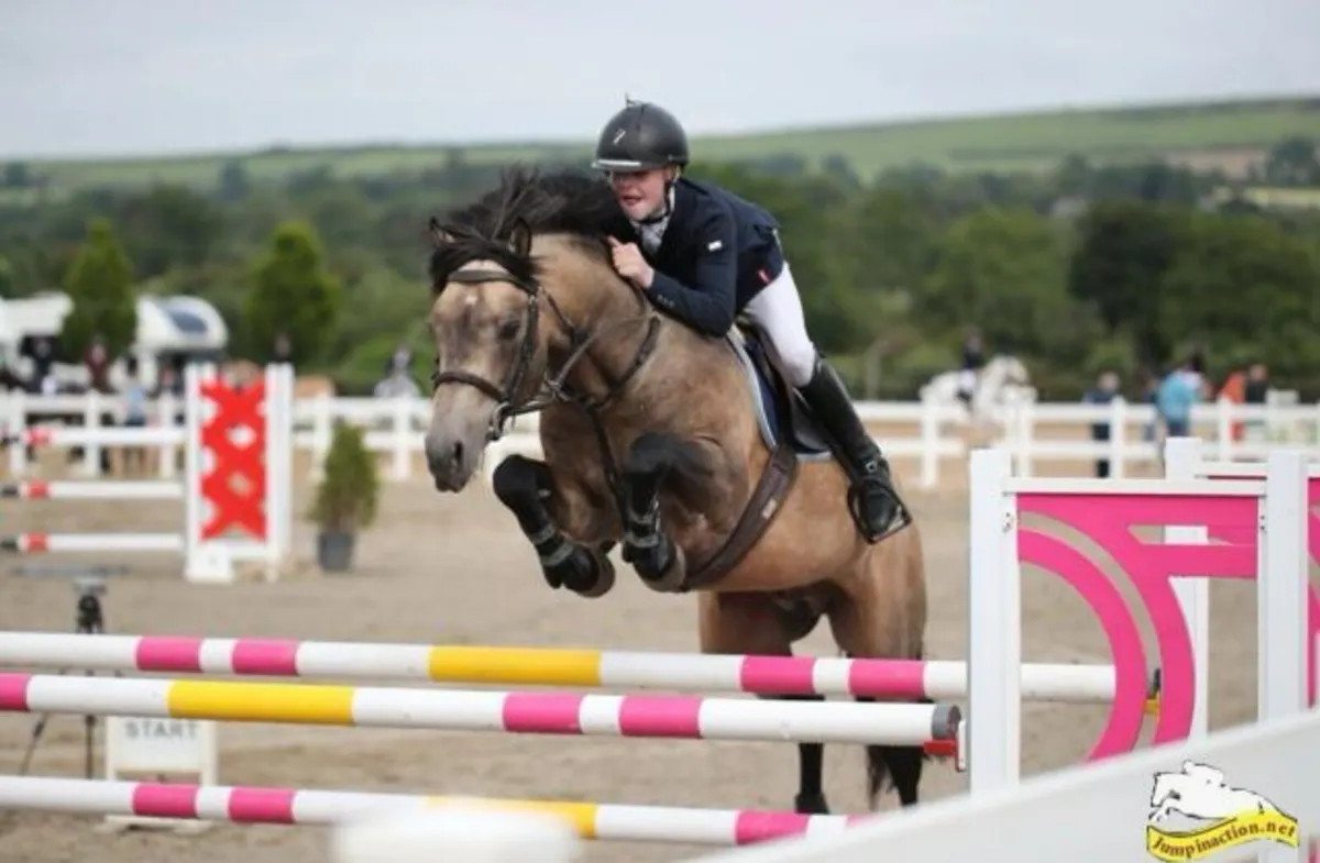 At Stud: Springfield Oliver - Image 1