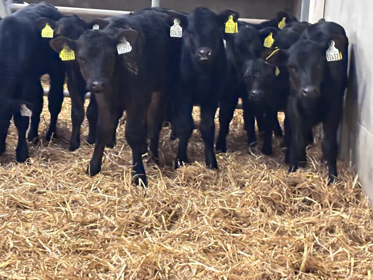 17 Hereford & Angus calves for sale - Image 4