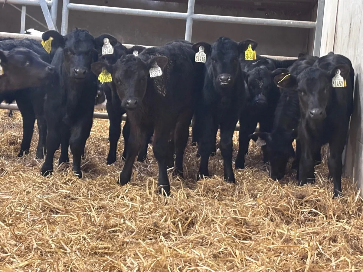 17 Hereford & Angus calves for sale - Image 1