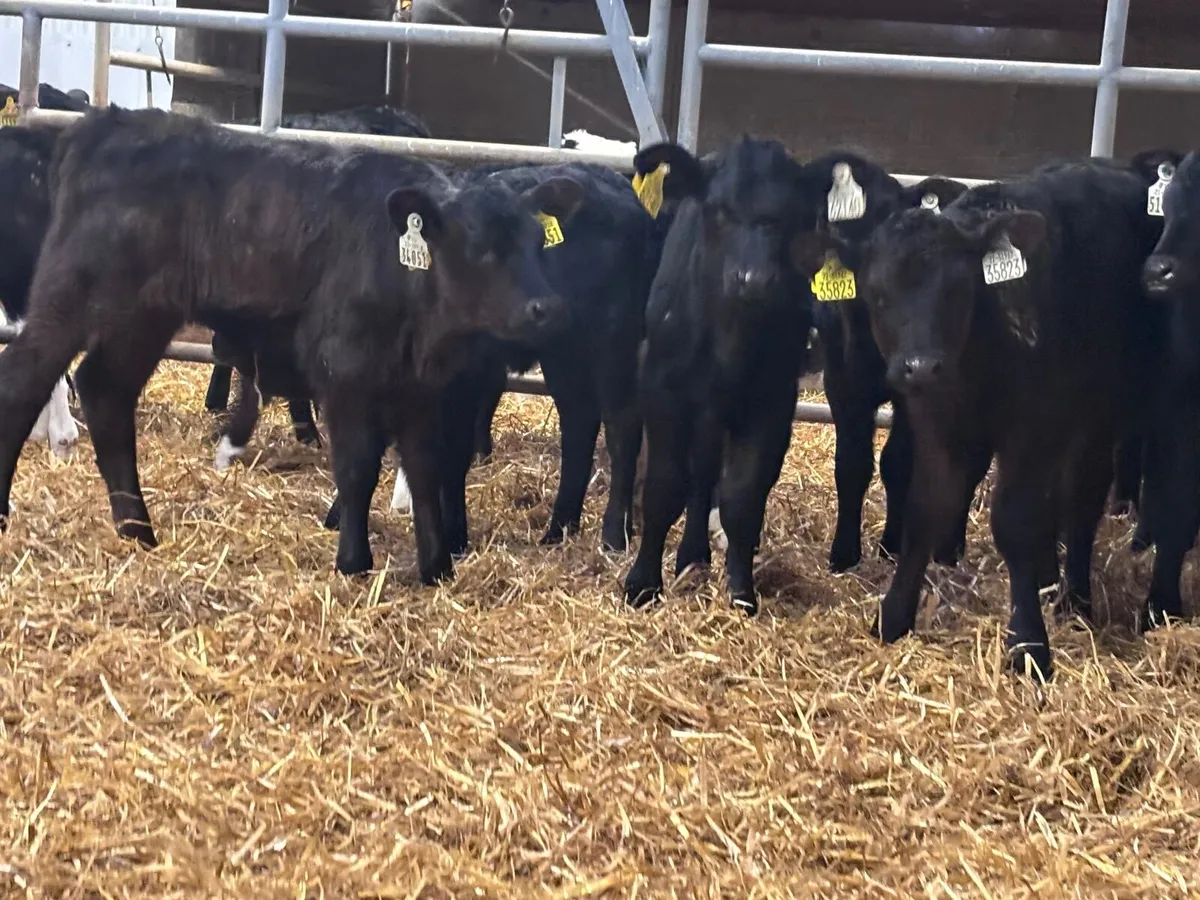 17 Hereford & Angus calves for sale - Image 2