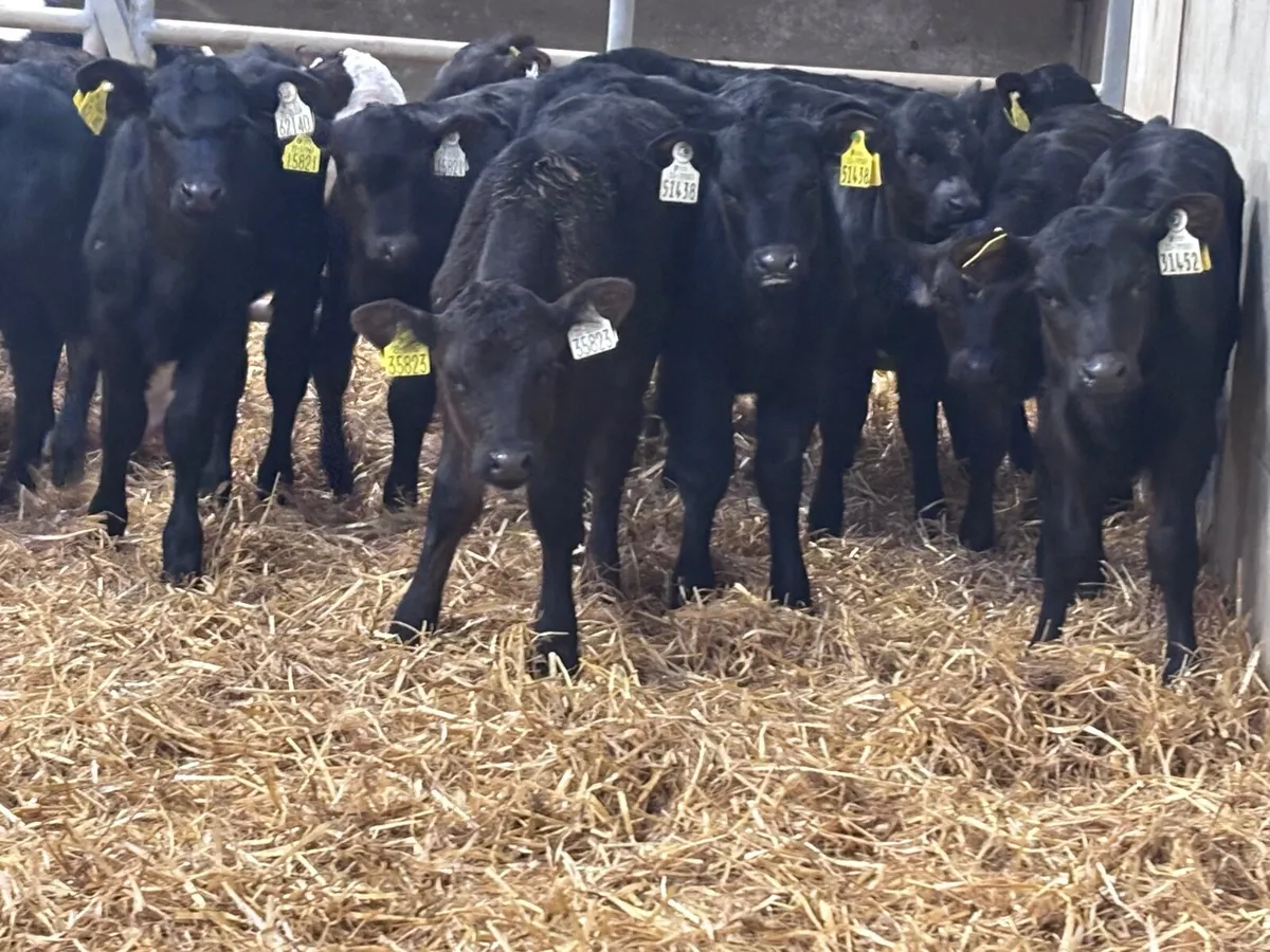 17 Hereford & Angus calves for sale - Image 3