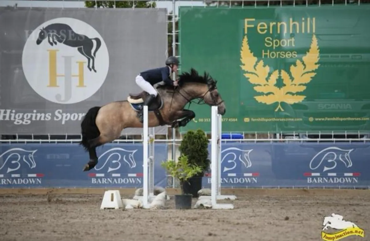 At Stud: Springfield Oliver - Image 3