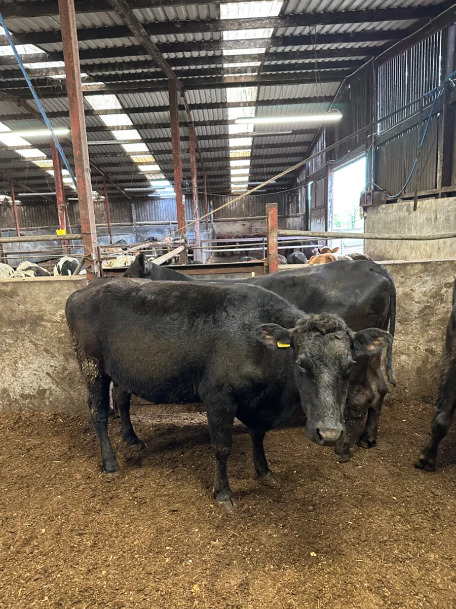 Lim springers - Image 4