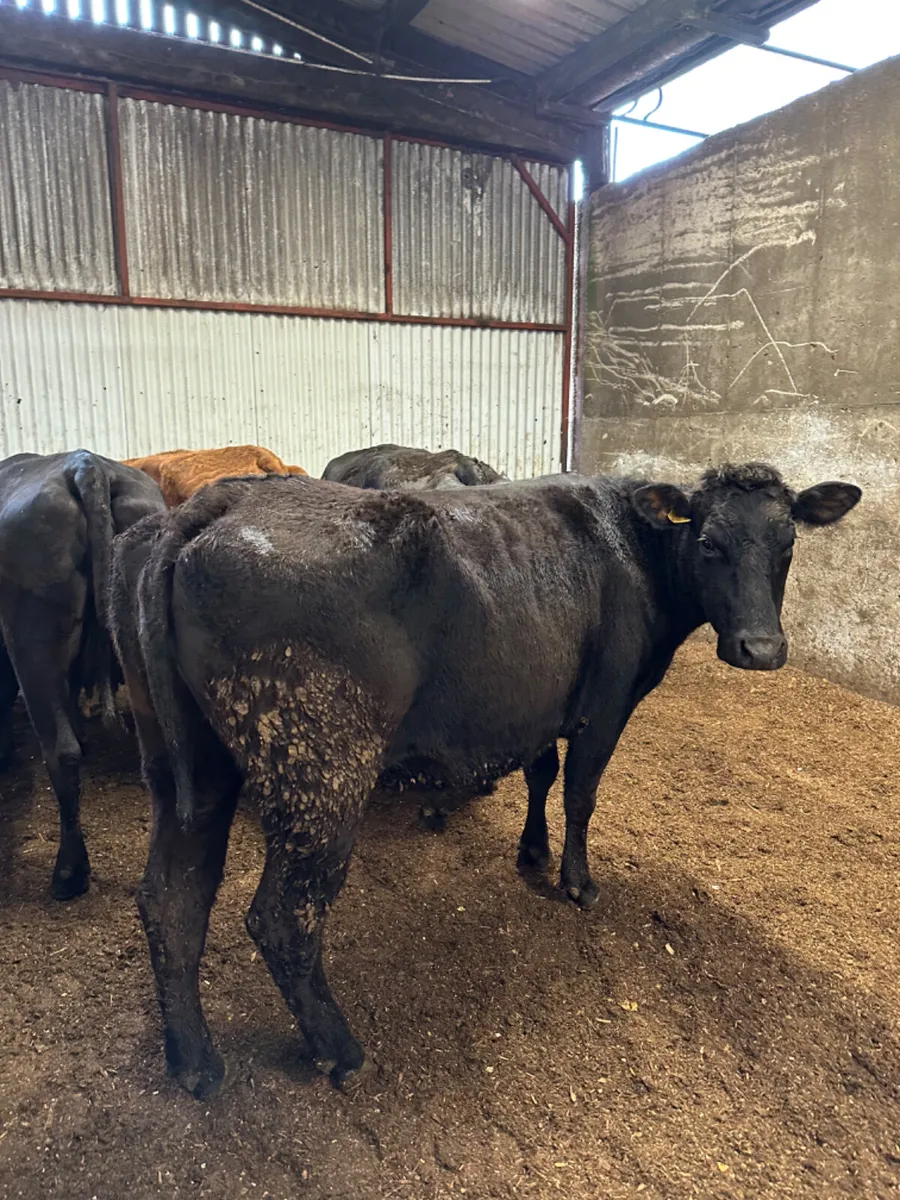 Lim springers - Image 1