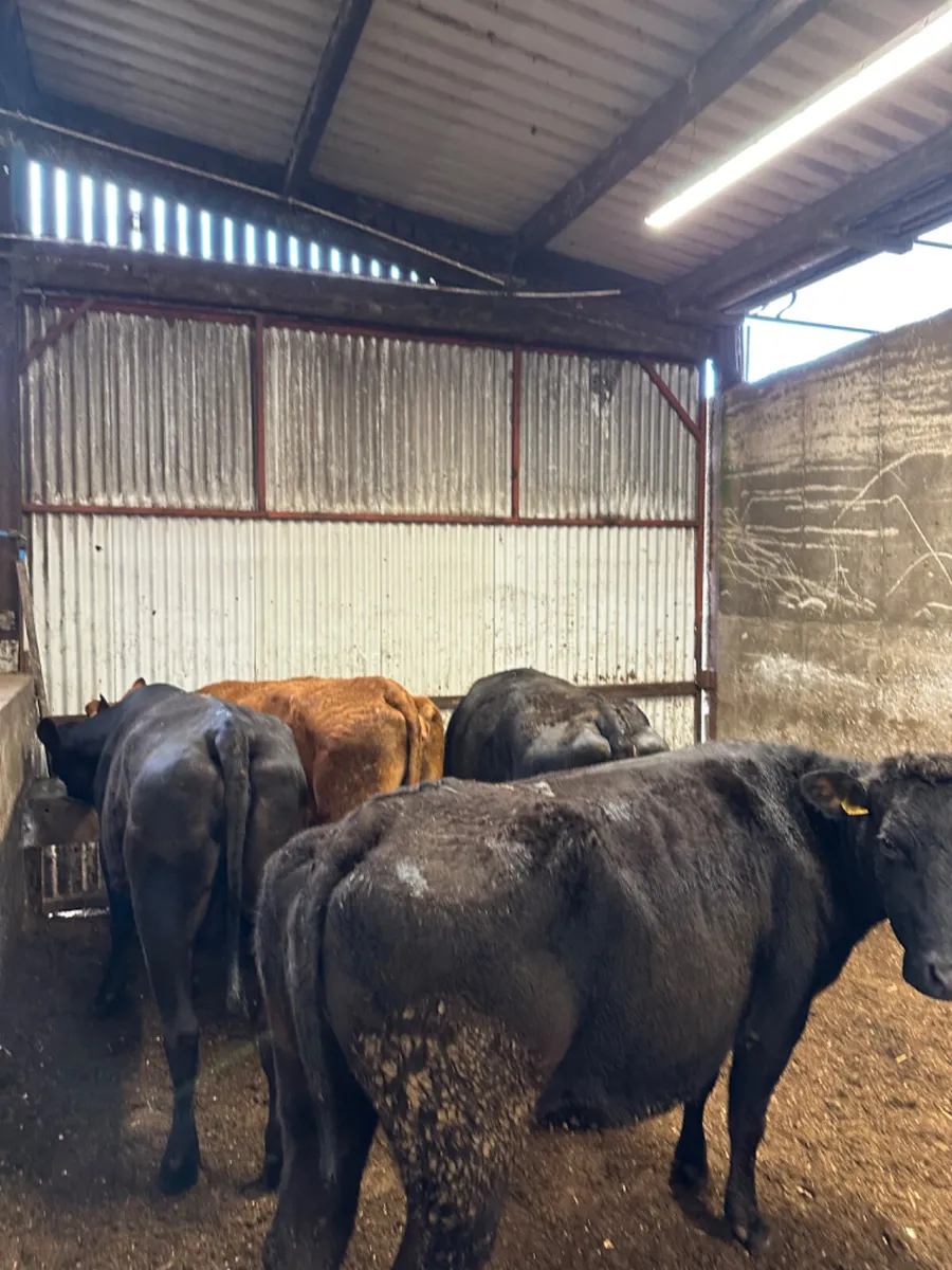 Lim springers - Image 2