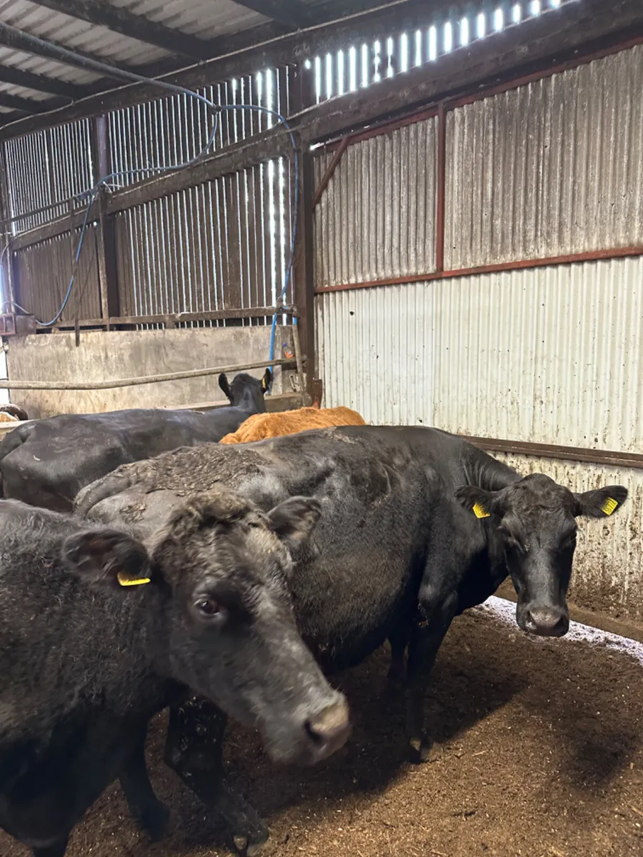 Lim springers - Image 3