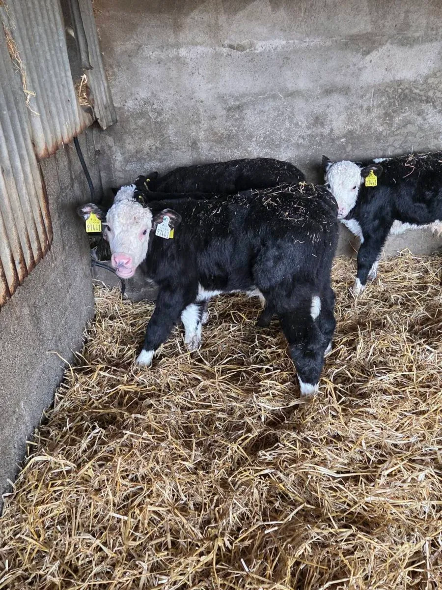 Hereford and charolais calves - Image 4