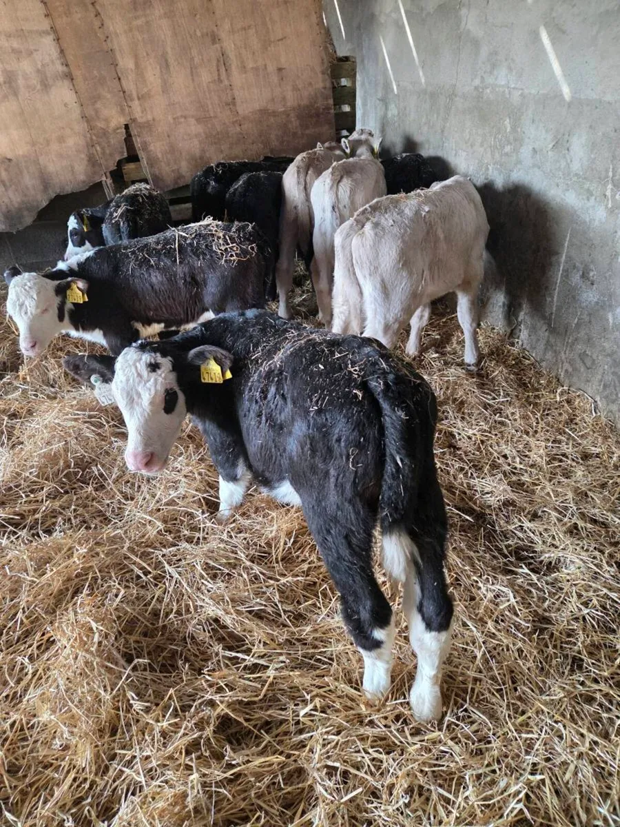 Hereford and charolais calves - Image 1