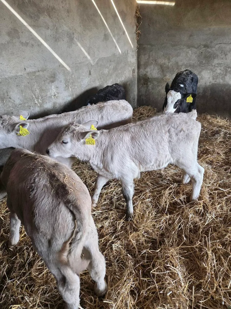 Hereford and charolais calves - Image 2