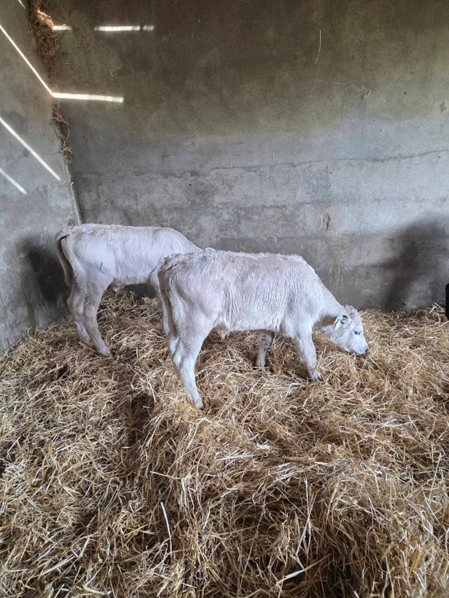 Hereford and charolais calves - Image 3