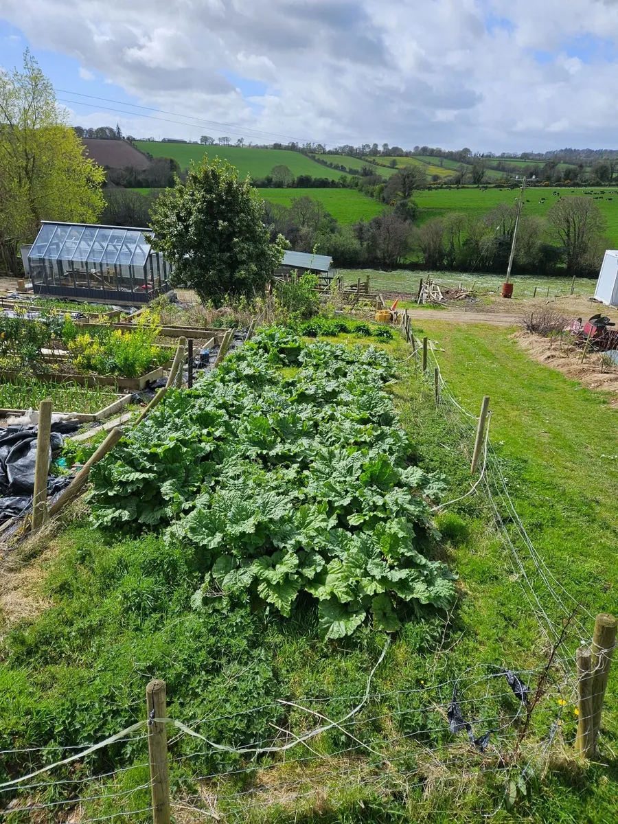 Rhubarb - Image 2