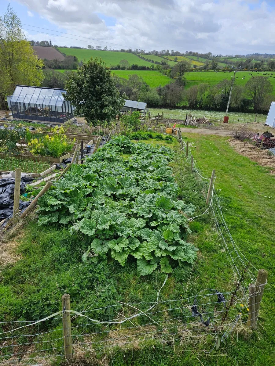 Rhubarb - Image 1
