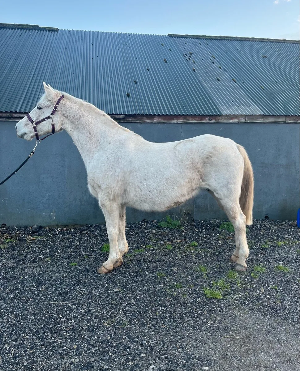 RID mare in foal - Image 1