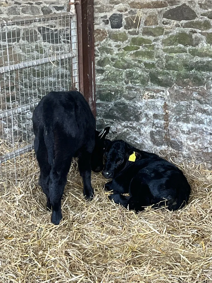 Calves - Image 1