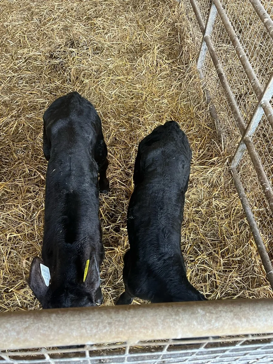 Calves - Image 2