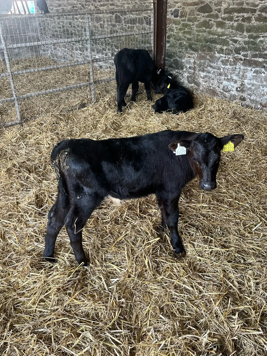 Calves - Image 4