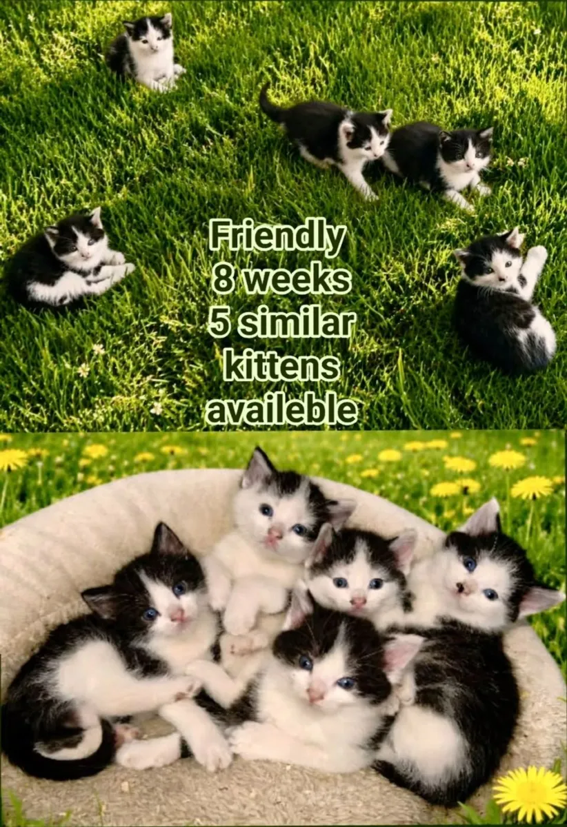 Kitten cats - Image 1