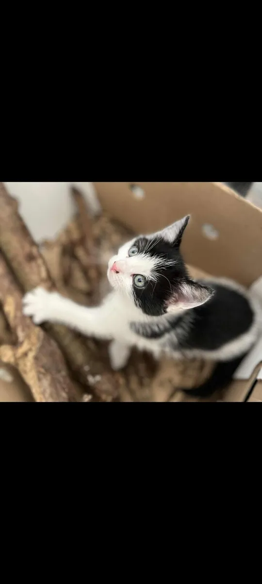 Kitten cats - Image 2