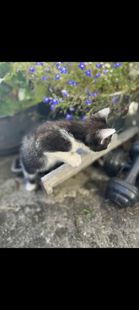 Kitten cats - Image 3
