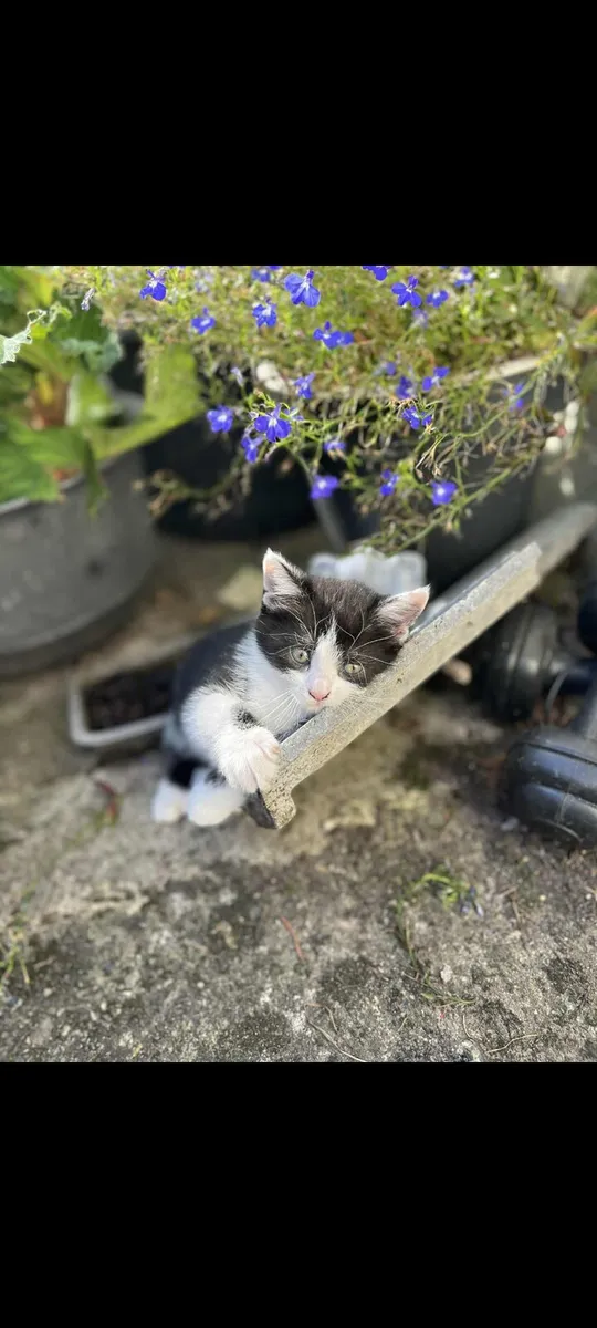 Kitten cats - Image 4