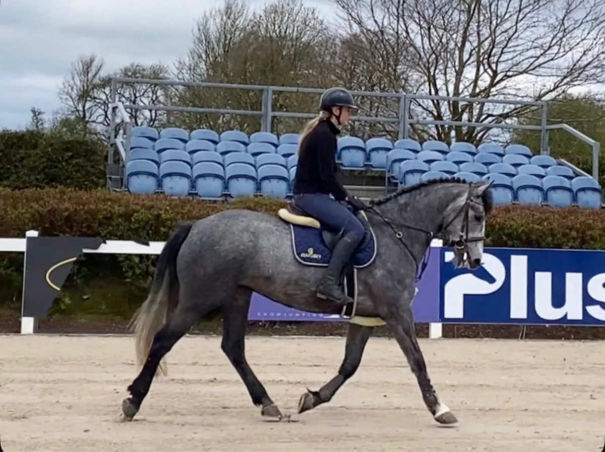 4 year old Mare - Image 1