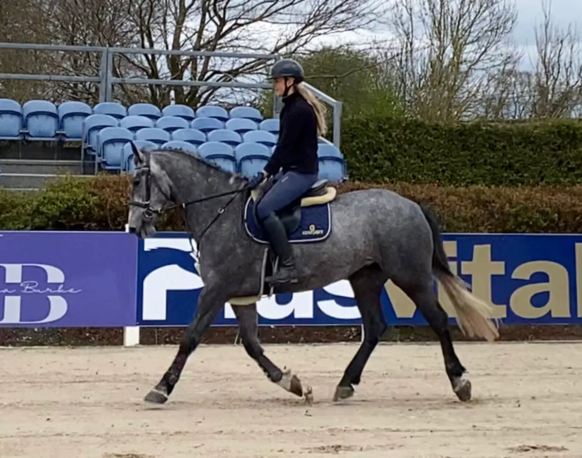 4 year old Mare - Image 2