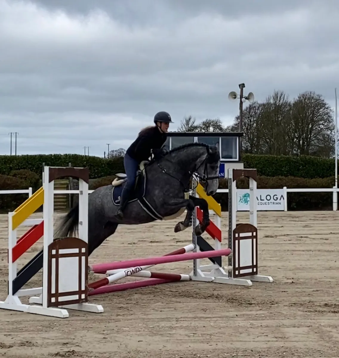 4 year old Mare - Image 3