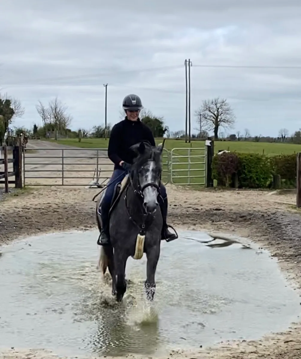 4 year old Mare - Image 4