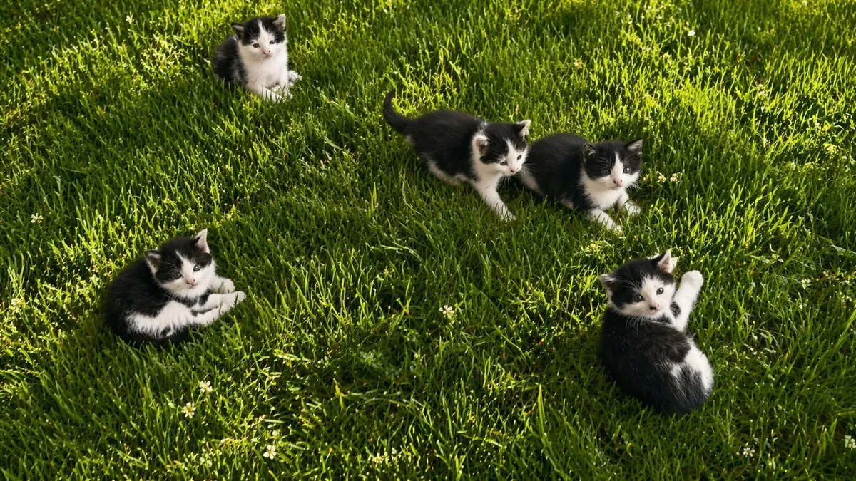 4 Kitten s back and white and cat food - Image 4