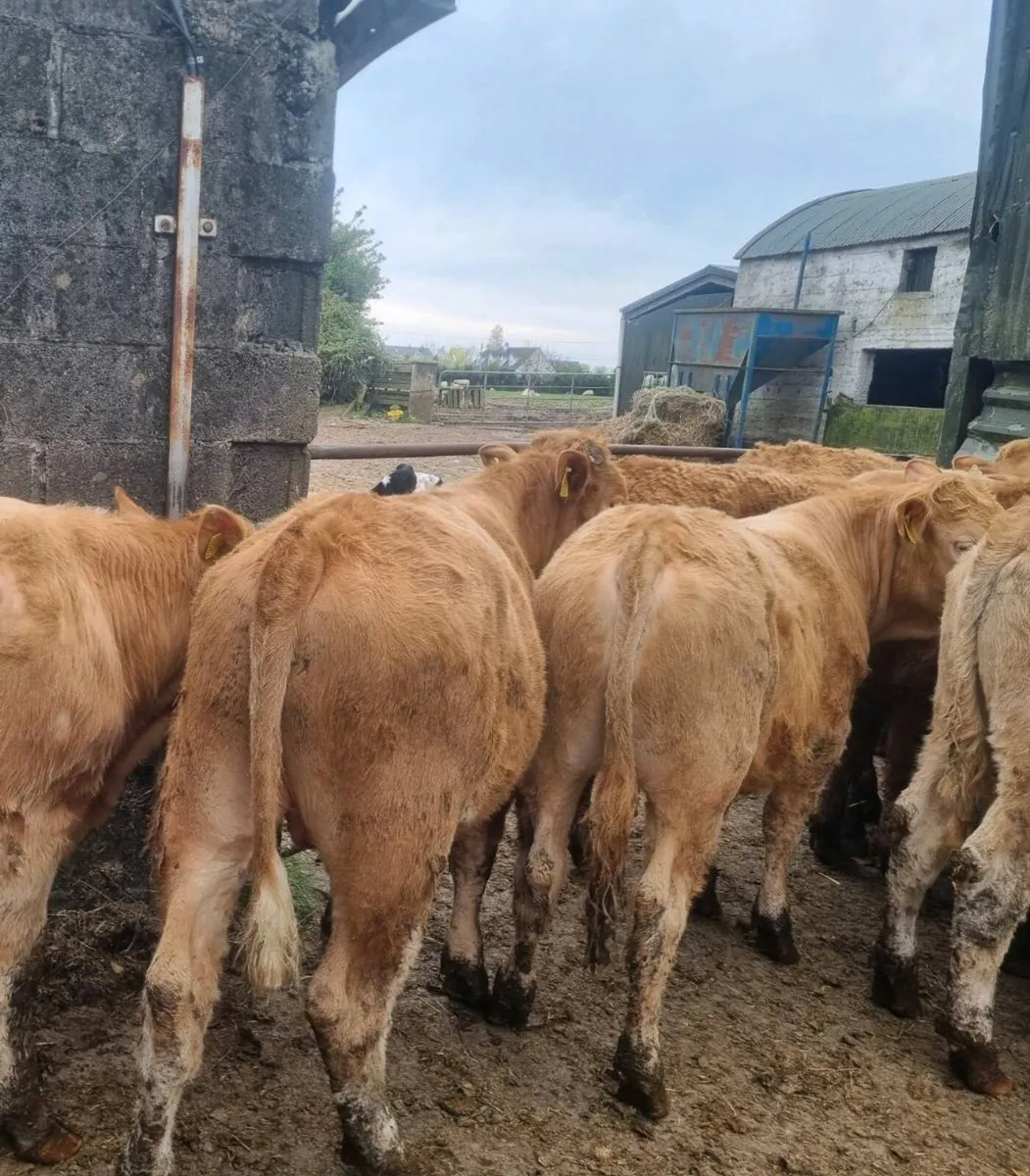 Yearling Cattle For Sale - Image 3