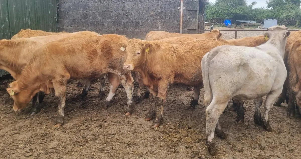 Yearling Cattle For Sale - Image 4