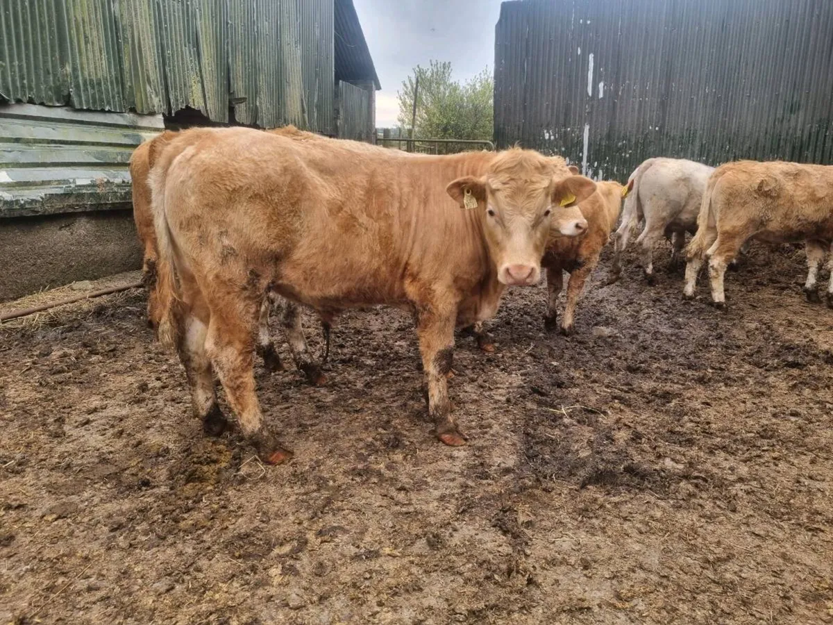 Yearling Cattle For Sale - Image 1