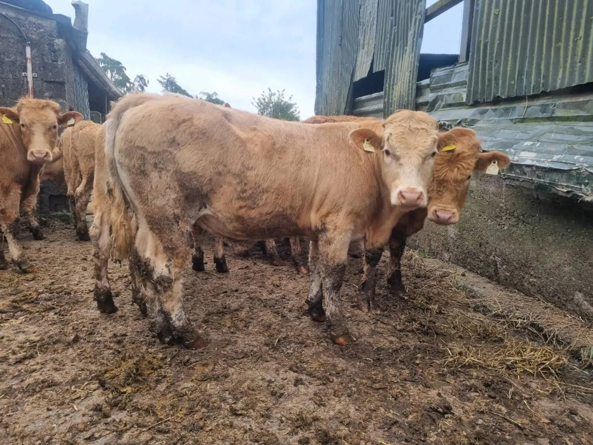 Yearling Cattle For Sale - Image 2