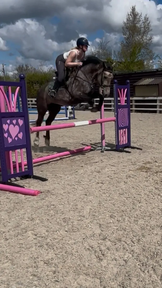 ⭐️Honest Family Allrounder/Sportshorse⭐️ - Image 2