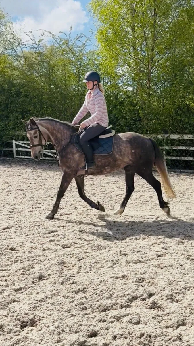 ⭐️Honest Family Allrounder/Sportshorse⭐️ - Image 3