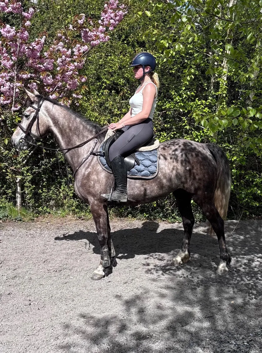 ⭐️Honest Family Allrounder/Sportshorse⭐️ - Image 1