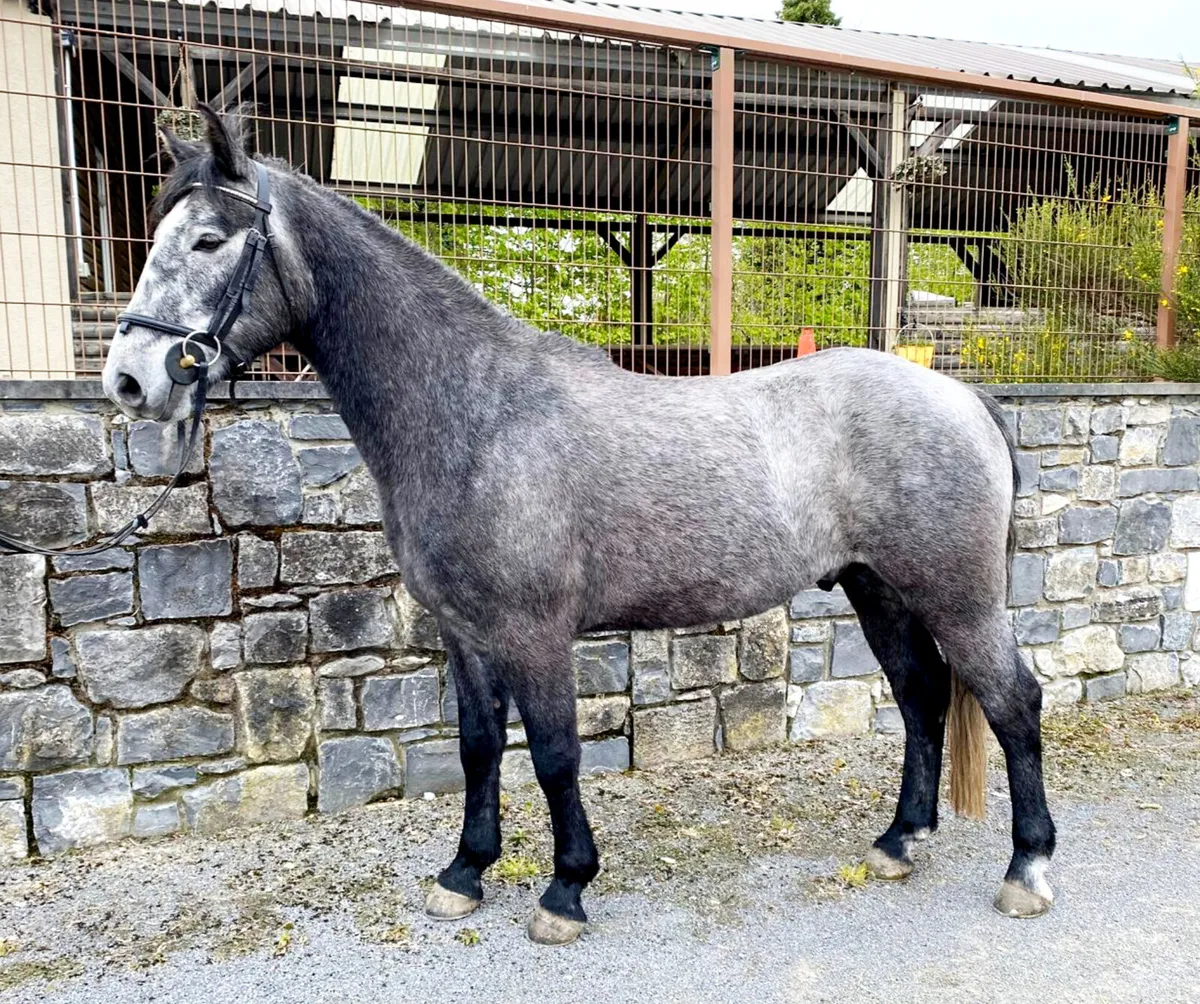 Overheight Connemara - Image 1