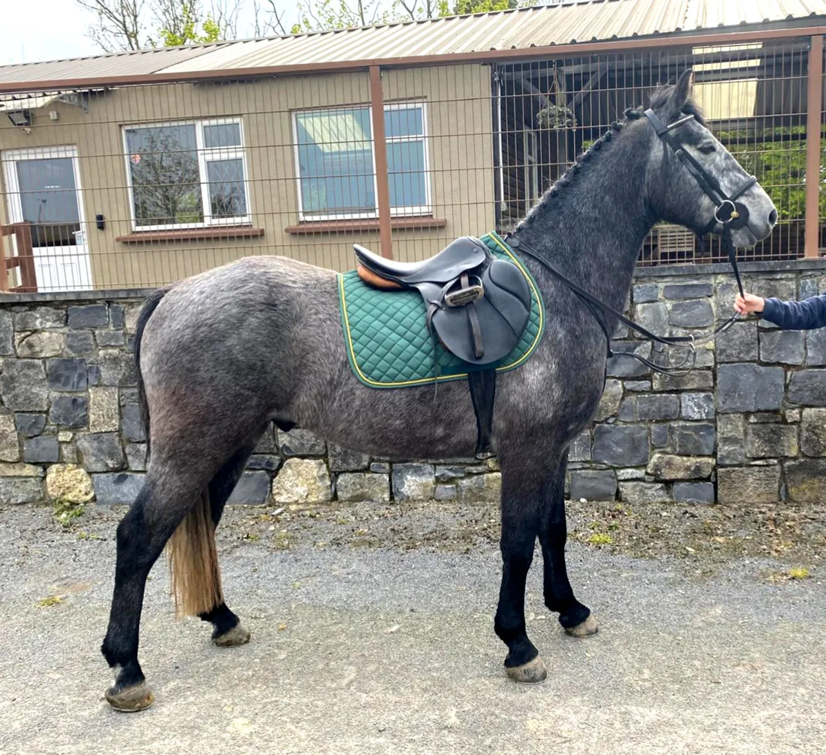 Overheight Connemara - Image 2