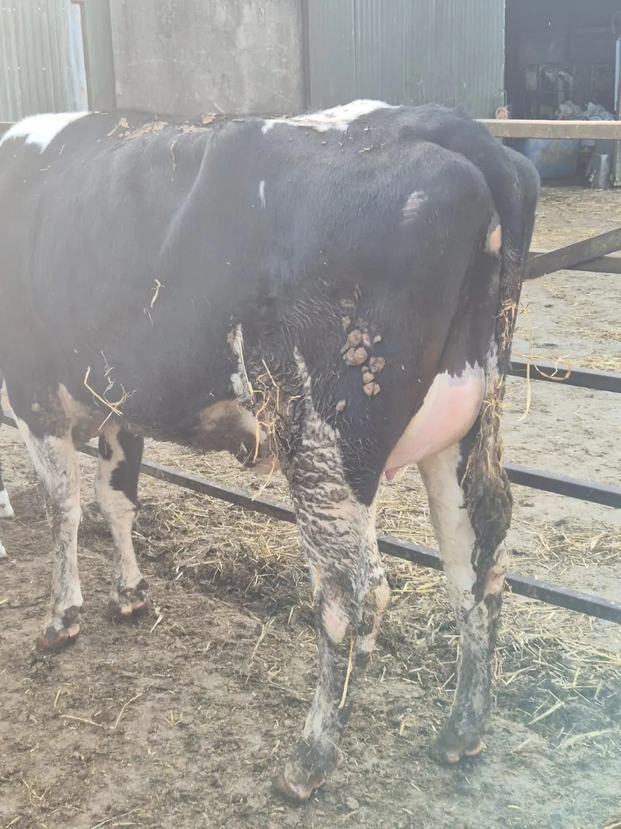 Selection of incalf and calved heifers - Image 2