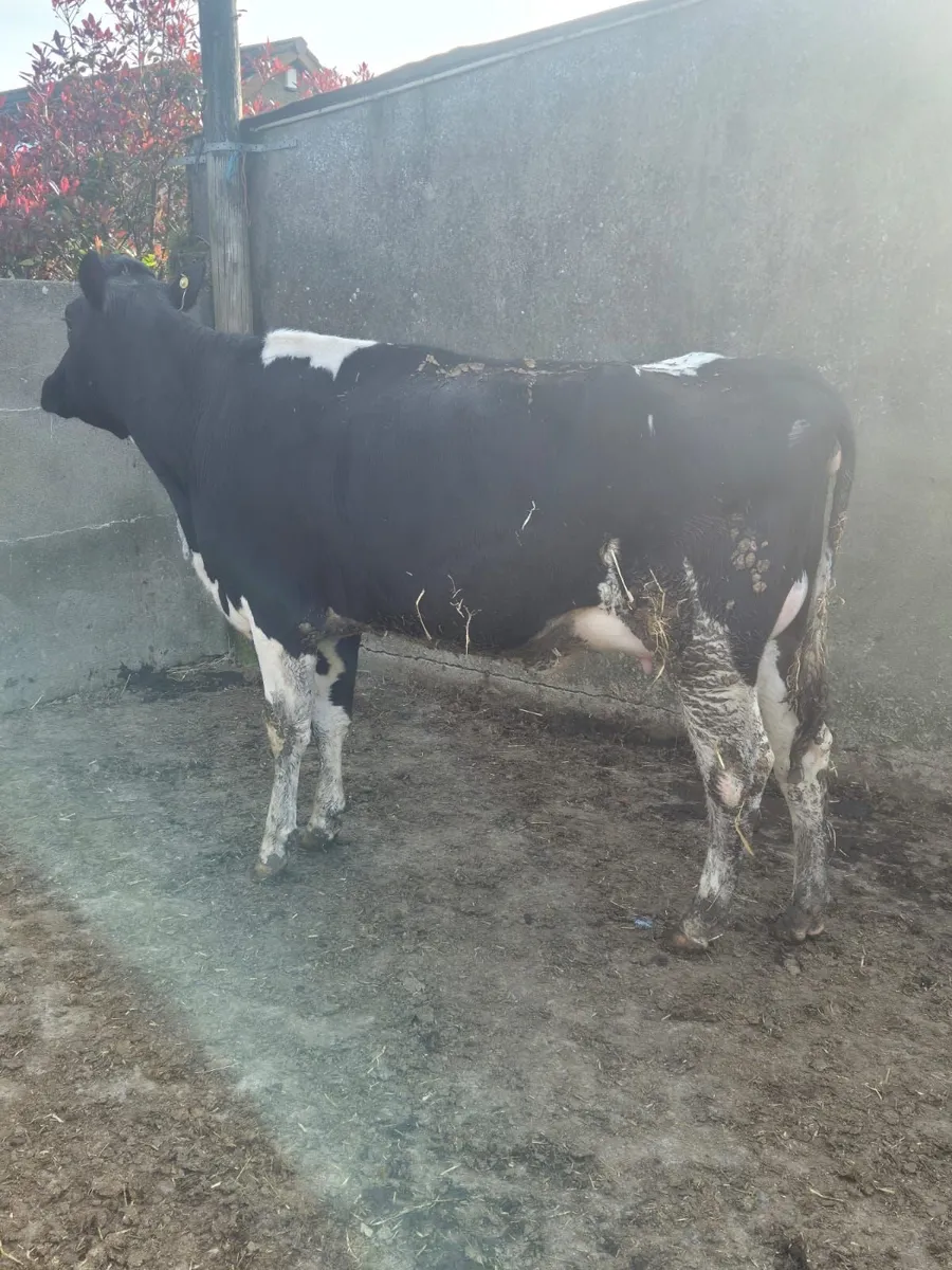 Selection of incalf and calved heifers - Image 1